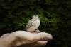 hand-173584-1024x683